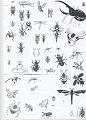 Animali 006